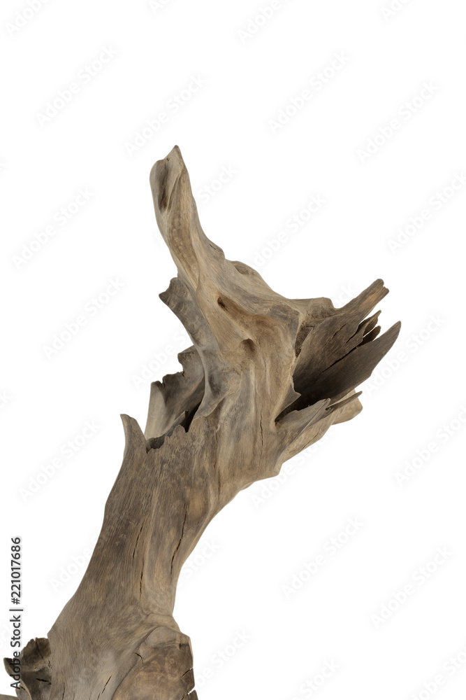 Product from the roots of oak in white background. Product from the roots of oak in white background.