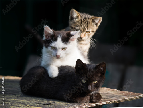 Fototapeta Naklejka Na Ścianę i Meble -  Three multi-colored kittens on a dark background.Selective focus.