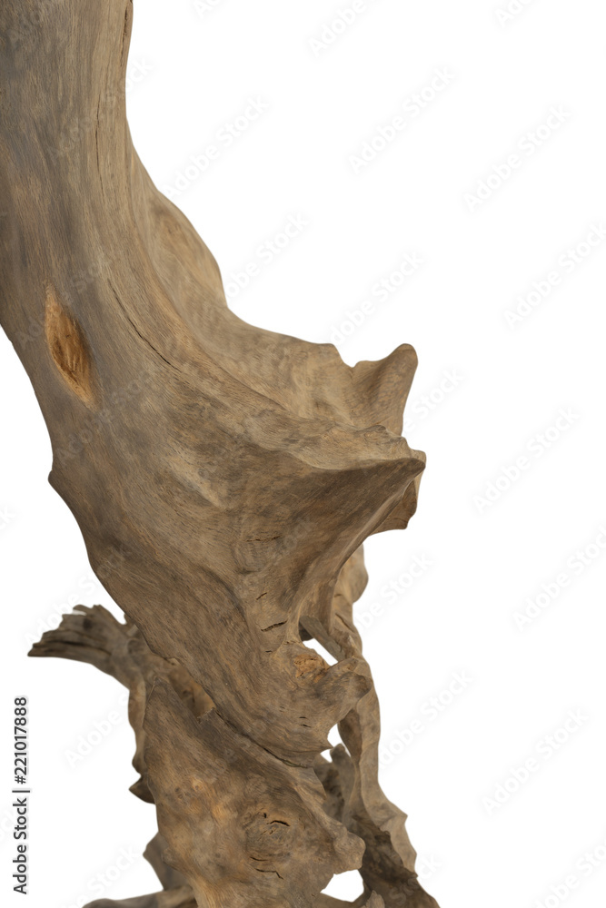 Product from the roots of oak in white background. Product from the roots of oak in white background.