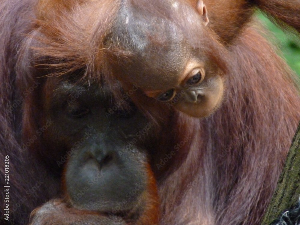 Baby Orangutan shares quiet moment with mother Baby Orangutan shares quiet moment with mother