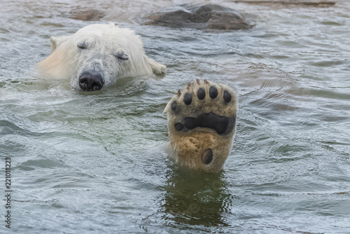 White bear swimming, big foot, detail 
