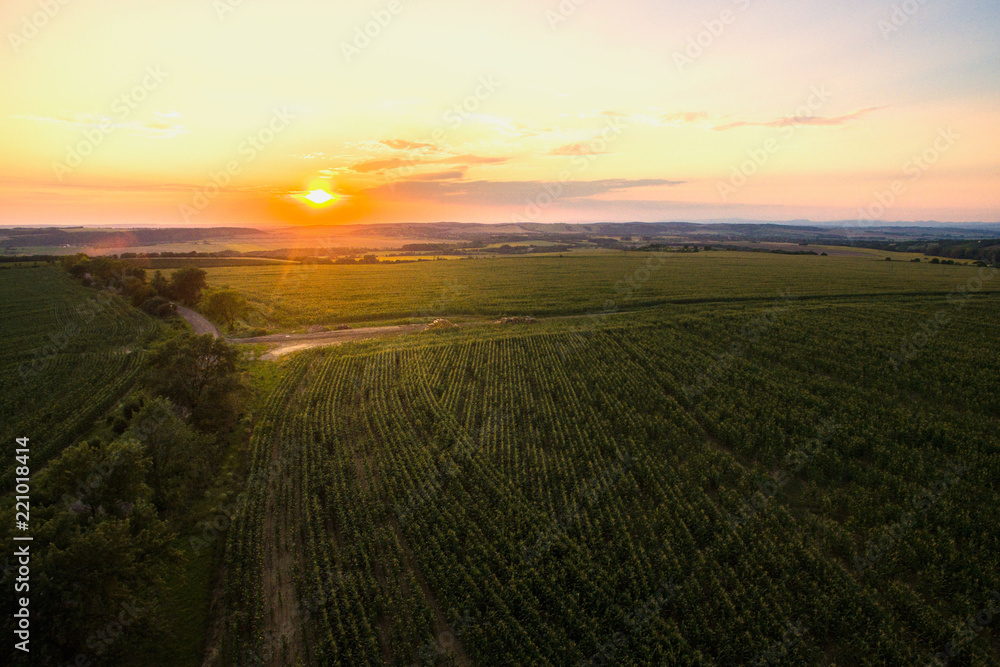 Sunset over cornfield