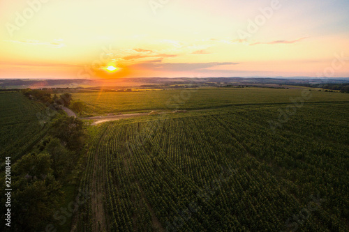 Sunset over cornfield