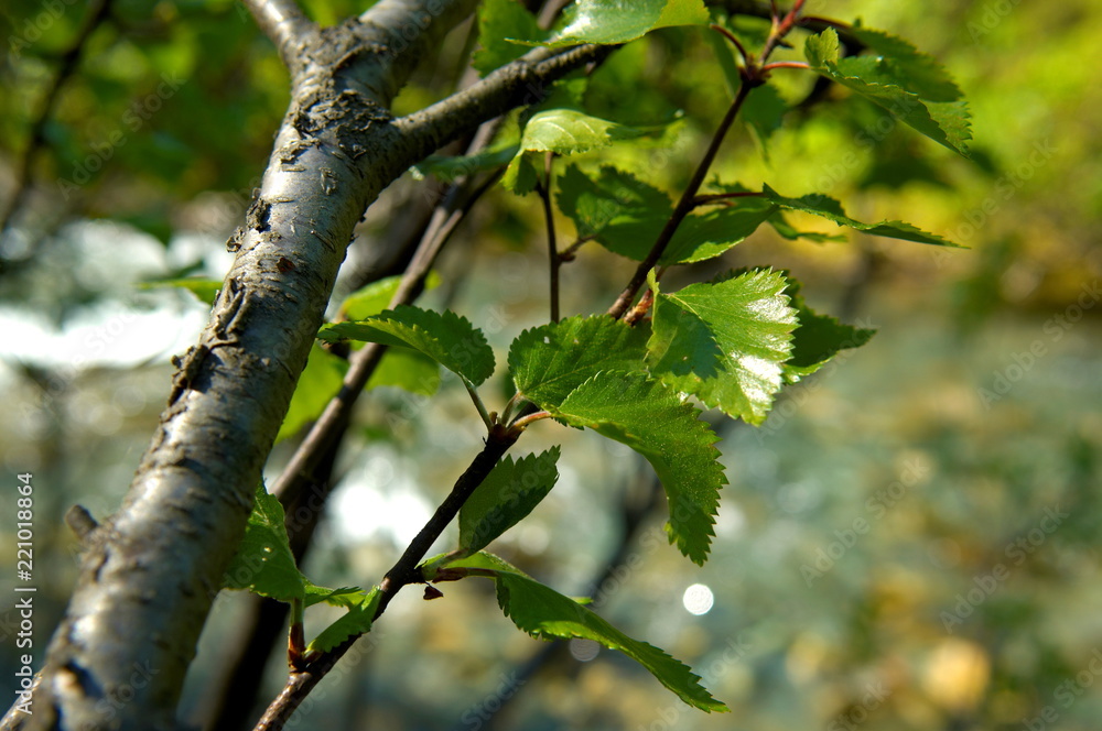 birch branch with leaves in the garden birch branch with leaves in the garden