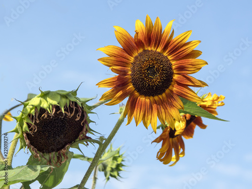 Fototapeta Naklejka Na Ścianę i Meble -  słoneczniki