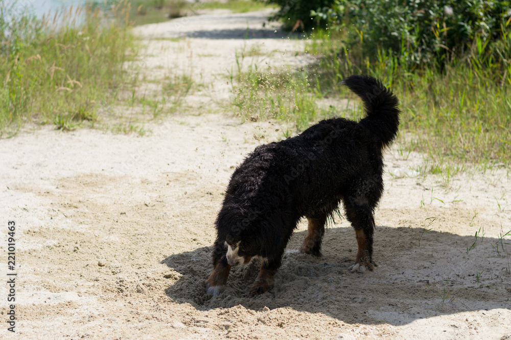 Wet Bernese Mountain Dog (Berner Sennenhund) on sand beach near lake in sunny day.
