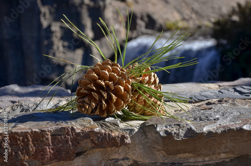 pine cones and Rainbow falls Ansel Adams Wilderness, Madera county, California photo