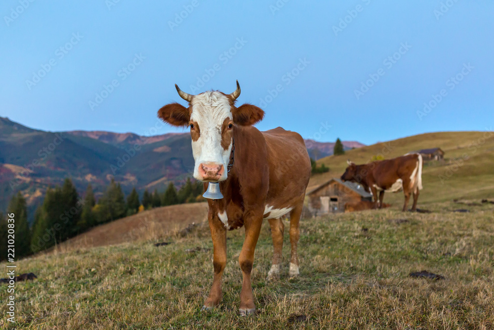 Beautiful brown cow grazing on the hill at sunrise in Carpathian mountains, Ukraine