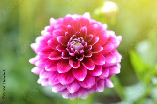 Dahlia in the botanical garden, autumn concept, colorful flower