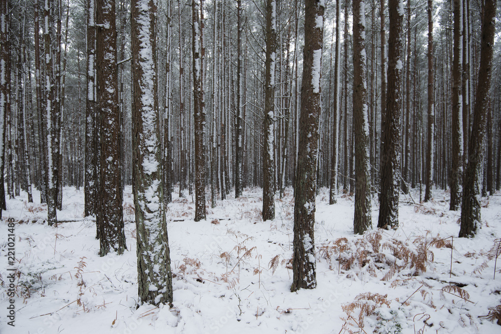 woods covered in snow woods covered in snow