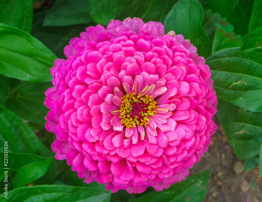 Obraz premium colorful beautiful flowers of zinnia in the city park.