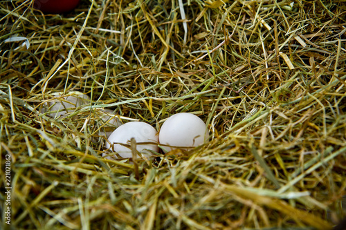 Oeufs de poulet dans le nid de foin, blanc dans l'herbe doré photo