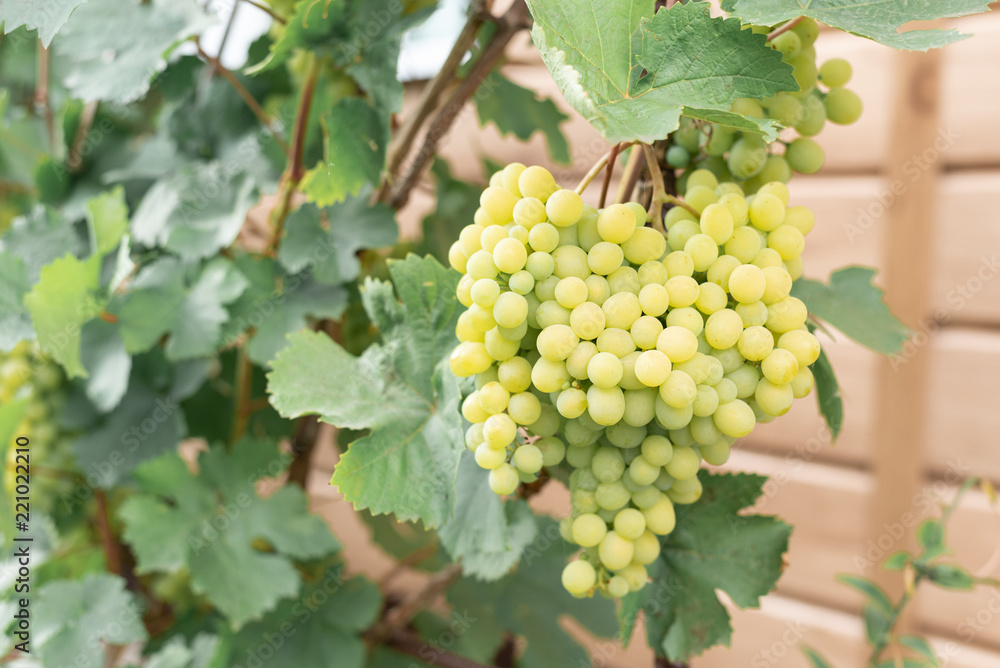 Large cluster of ripe green grapes on a branch in a garden with the copy of space.
