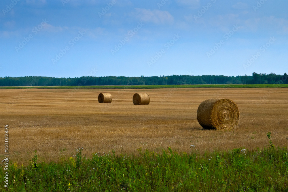 Beautiful landscape, Agricultural field and Round bundles of dry grass in the field against the blue sky in Minnesota. Bales of hay to feed cattle in winter