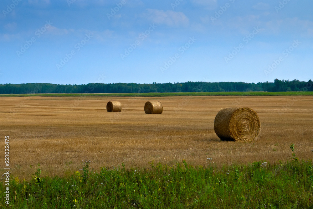 Beautiful landscape, Agricultural field and Round bundles of dry grass in the field against the blue sky in Minnesota. Bales of hay to feed cattle in winter Beautiful landscape, Agricultural field and Round bundles of dry grass in the field against the blue sky in Minnesota. Bales of hay to feed cattle in winter