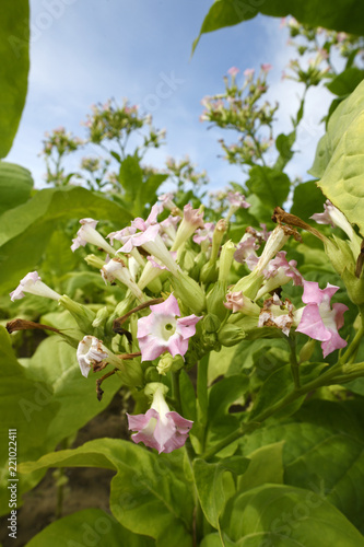 Tabak (Nicotiana tabacum) - Tobacco
blühende Tabakpflanzen photo