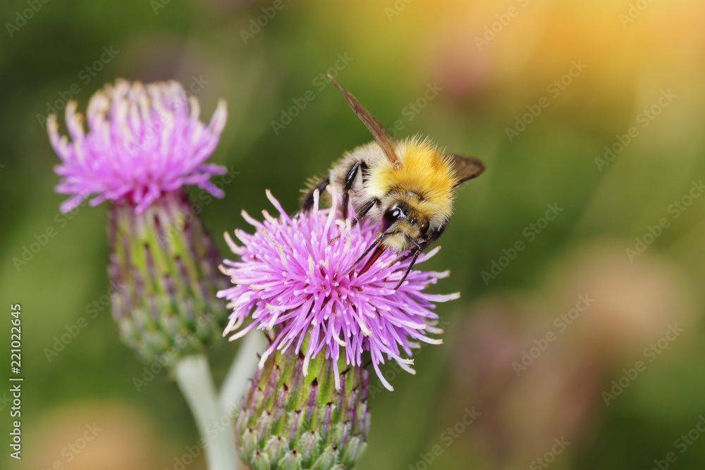abeille mellifère (apis melifera) sur fleur mauve de chardon butinant  pollen Photos | Adobe Stock