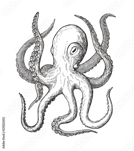 octopus, decorative monochrome vintage ink hand drawing