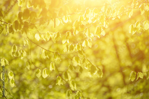 Sunny green spring summer leaves in the woods, eco natural seasonal background