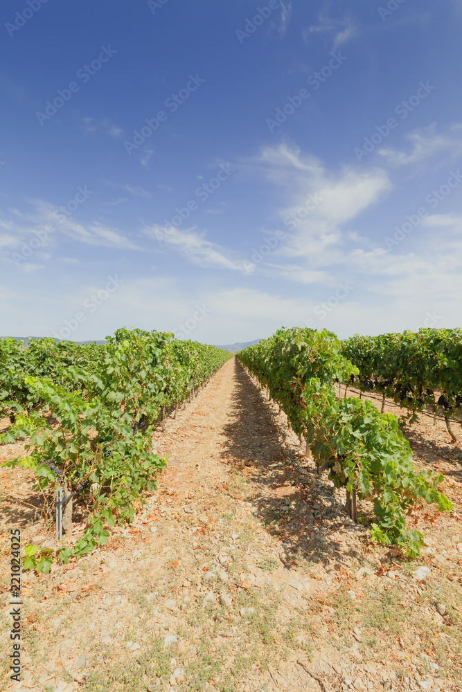 Vineyards in the region of La Rioja in Spain Vineyards in the region of La Rioja in Spain