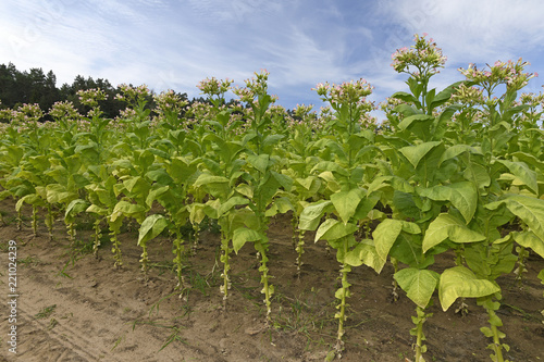 Tabak (Nicotiana tabacum) - Tobacco
blühende Tabakpflanzen photo