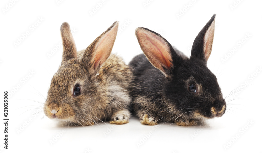 Obraz premium Two small rabbits.