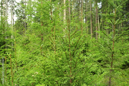 Wild green forest with spruces