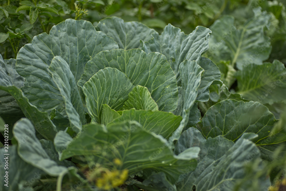 Background of cabbage leaves. Background of cabbage leaves.