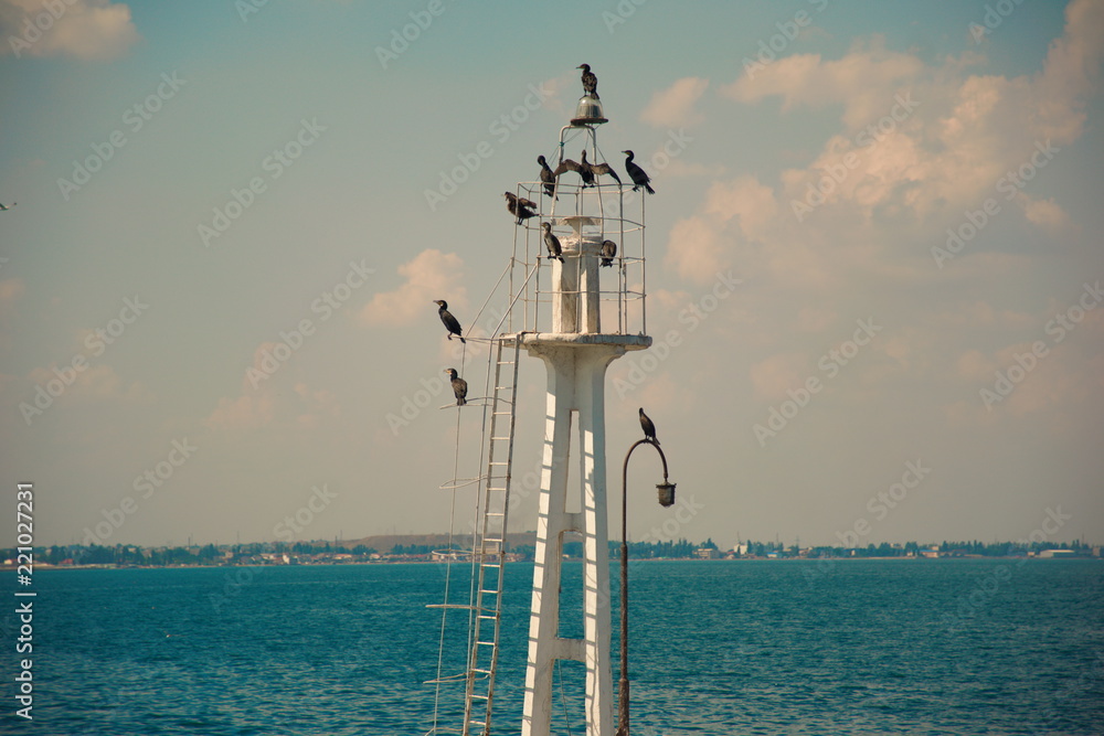 Cormorants at the Lighthouse.The sea