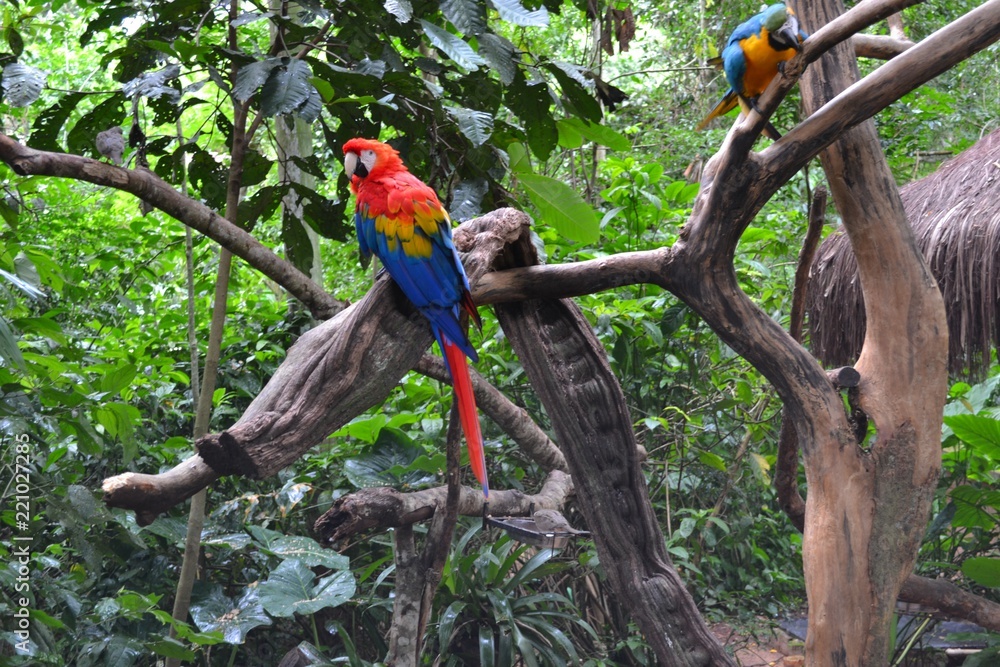 Obraz premium colorful parrot
