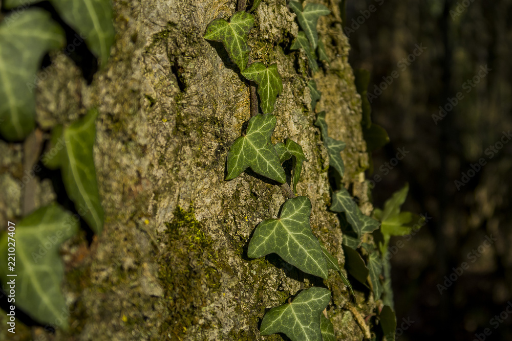 Beautiful green ivy climbing up tree trunk close up Beautiful green ivy climbing up tree trunk close up