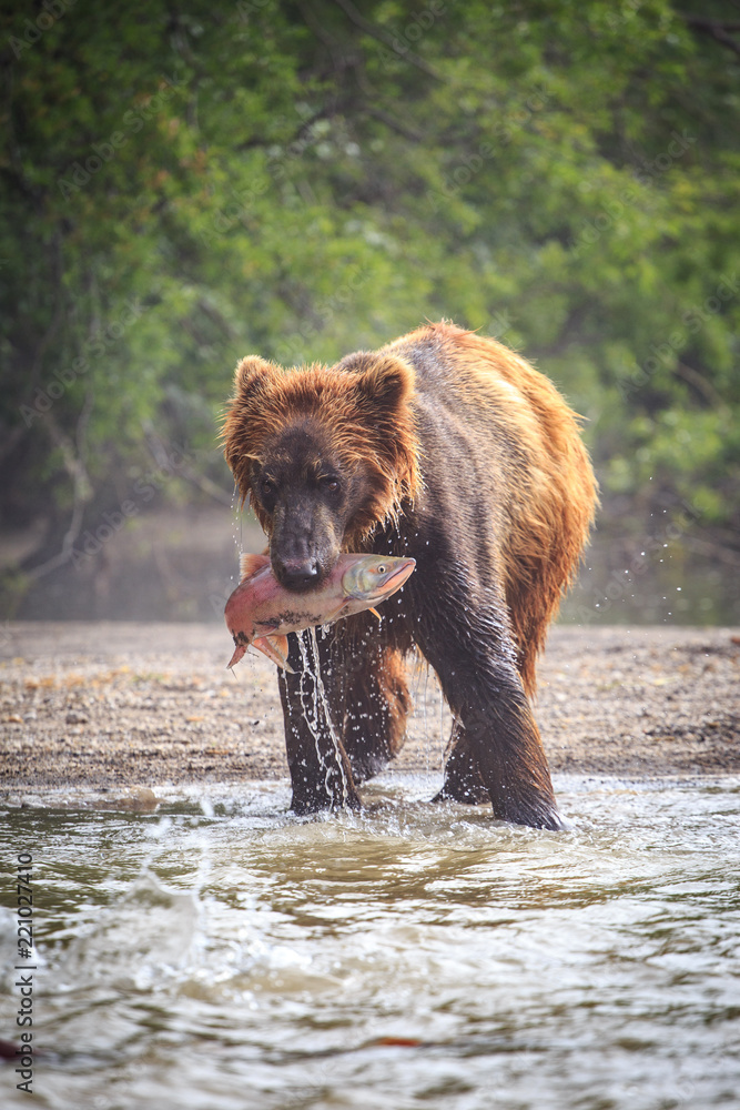 Φωτογραφία Kamchatka brown bear hunting salmon on the cold water of lake Kurile in wild Kam