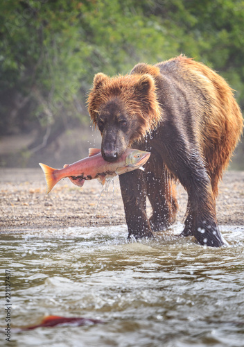 Kamchatka brown bear hunting salmon on the cold water of lake Kurile in wild Kamchatka
