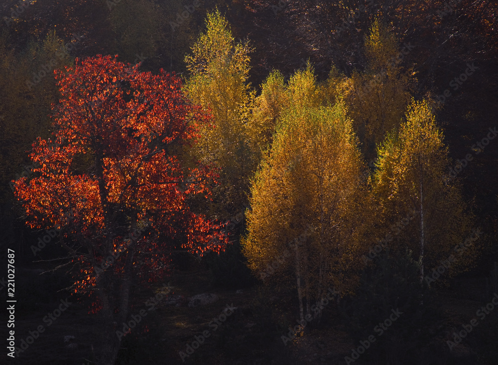 Autumn trees at Rhodope mountain range