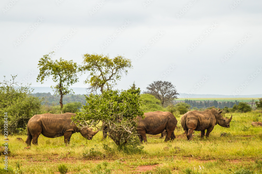 Φωτογραφία A big family of White Rhino in Kruger during our stay in marloth park