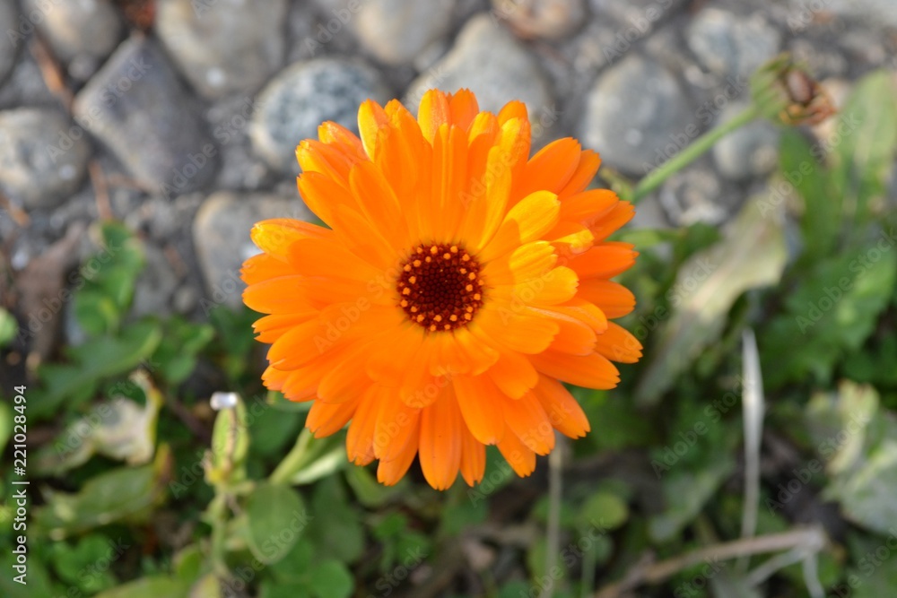 Daisy flower Daisy flower