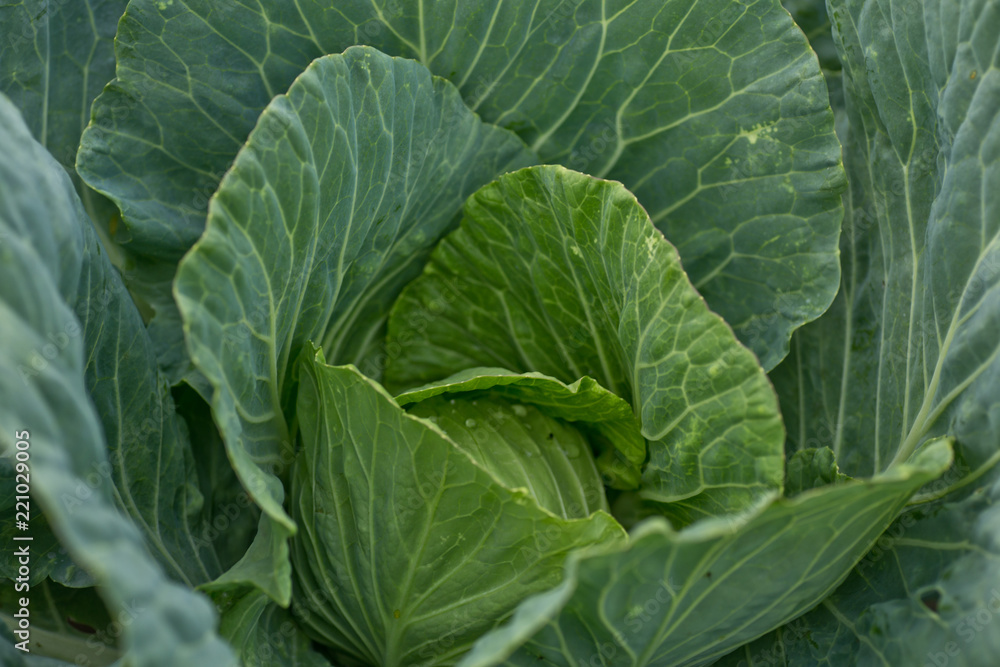 Brassica oleracea, Background of cabbage, headed cabbage leaves. Dew drops on a leaf of cabbage. Green juicy color of the plant. big fresh white cabbage Brassica oleracea, Background of cabbage, headed cabbage leaves. Dew drops on a leaf of cabbage. Green juicy color of the plant. big fresh white cabbage