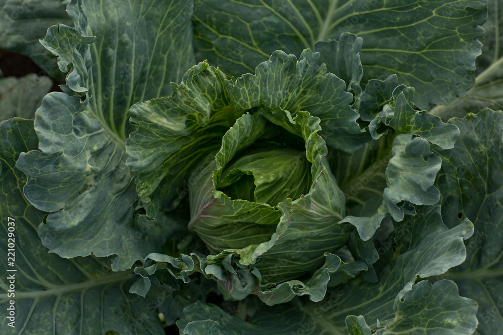 Brassica oleracea, Background of cabbage, headed cabbage leaves. Dew drops on a leaf of cabbage. Green juicy color of the plant. big fresh white cabbage Brassica oleracea, Background of cabbage, headed cabbage leaves. Dew drops on a leaf of cabbage. Green juicy color of the plant. big fresh white cabbage