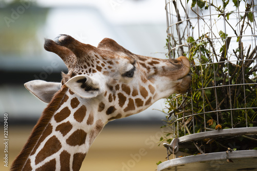 Photography portrait of a giraffe