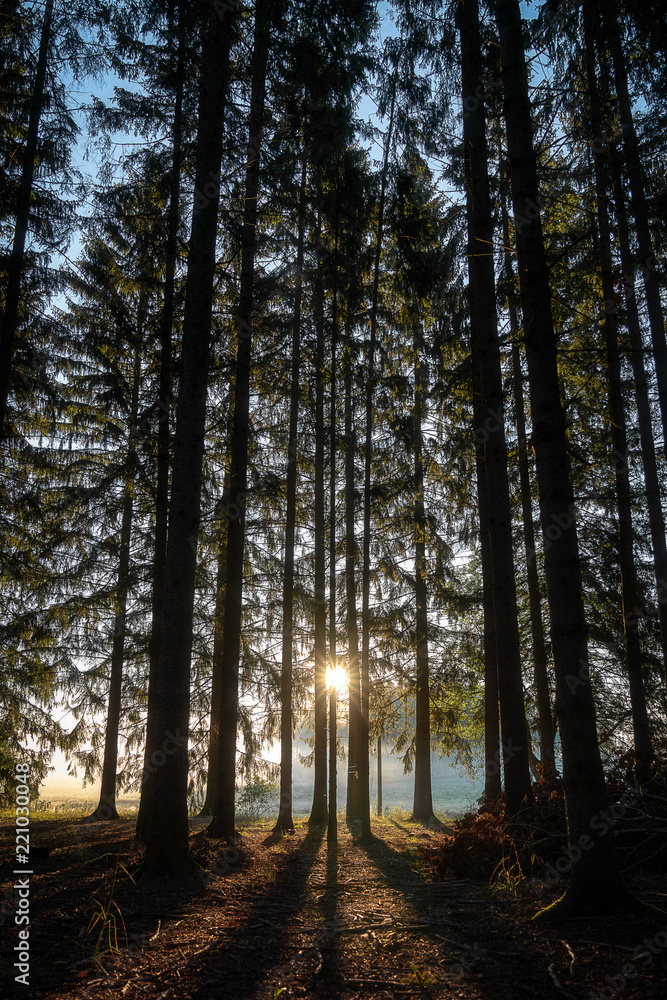 Obraz premium Sunrise Forest
