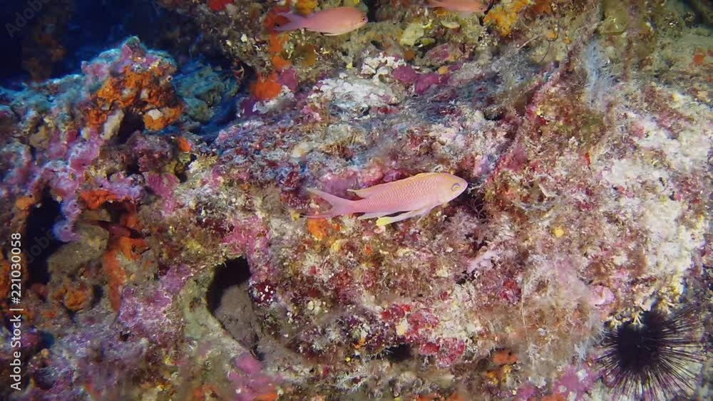 Underwater landscape Deep diving with Anthias fishes in a colorful reef Underwater landscape Deep diving with Anthias fishes in a colorful reef