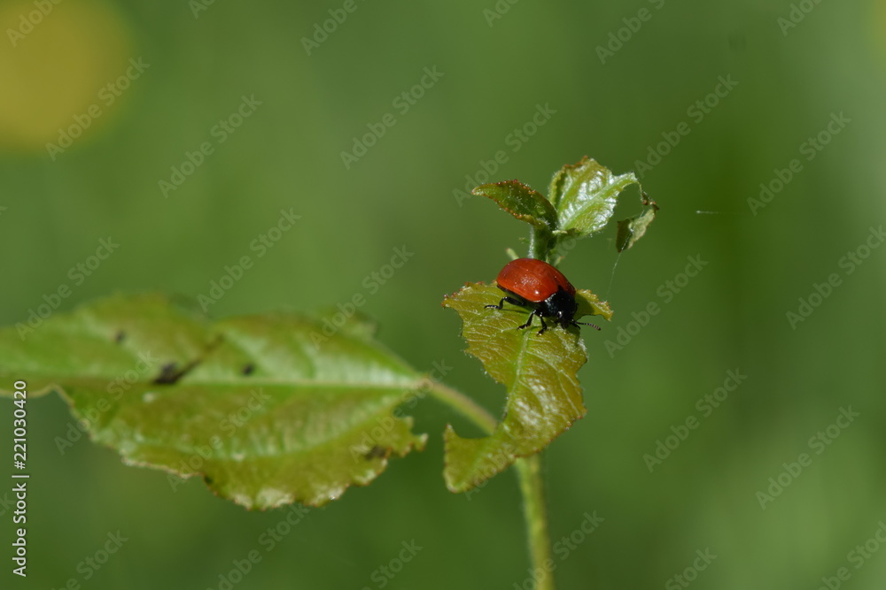 Red ladybug in green Red ladybug in green