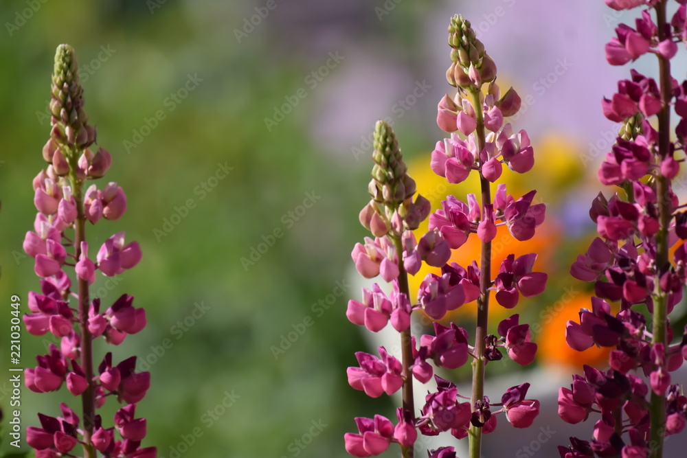 Obraz premium The flowers are nature's jewels
