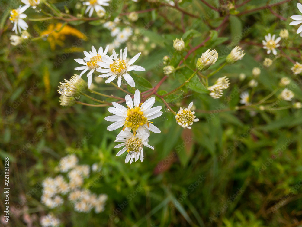 Dew drops on the petals of a group of daisies. Dew drops on the petals of a group of daisies.