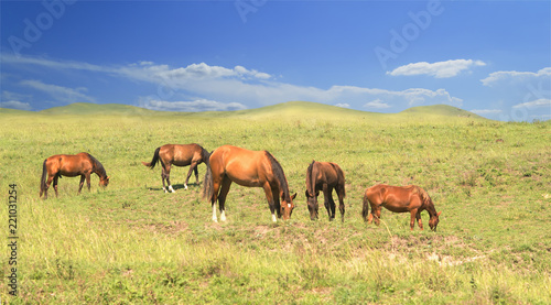 herd of brown horses against a colorful blue sky and green hills
