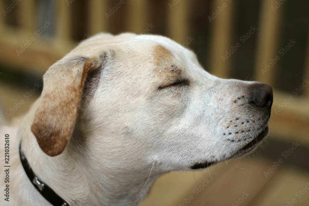 close up side profile of dog with eyes closed