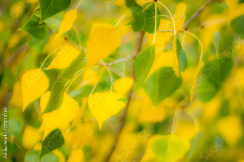 Autumnal background from the leaves of a tree.