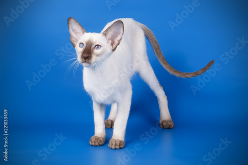 Siamese cat on colored backgrounds
