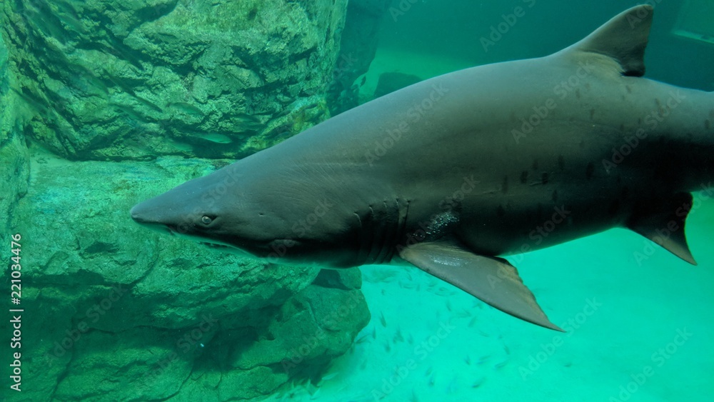 Obraz premium A swimming shark in an aquarium