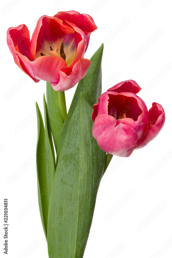 two pink tulip flowers isolated on white background two pink tulip flowers isolated on white background